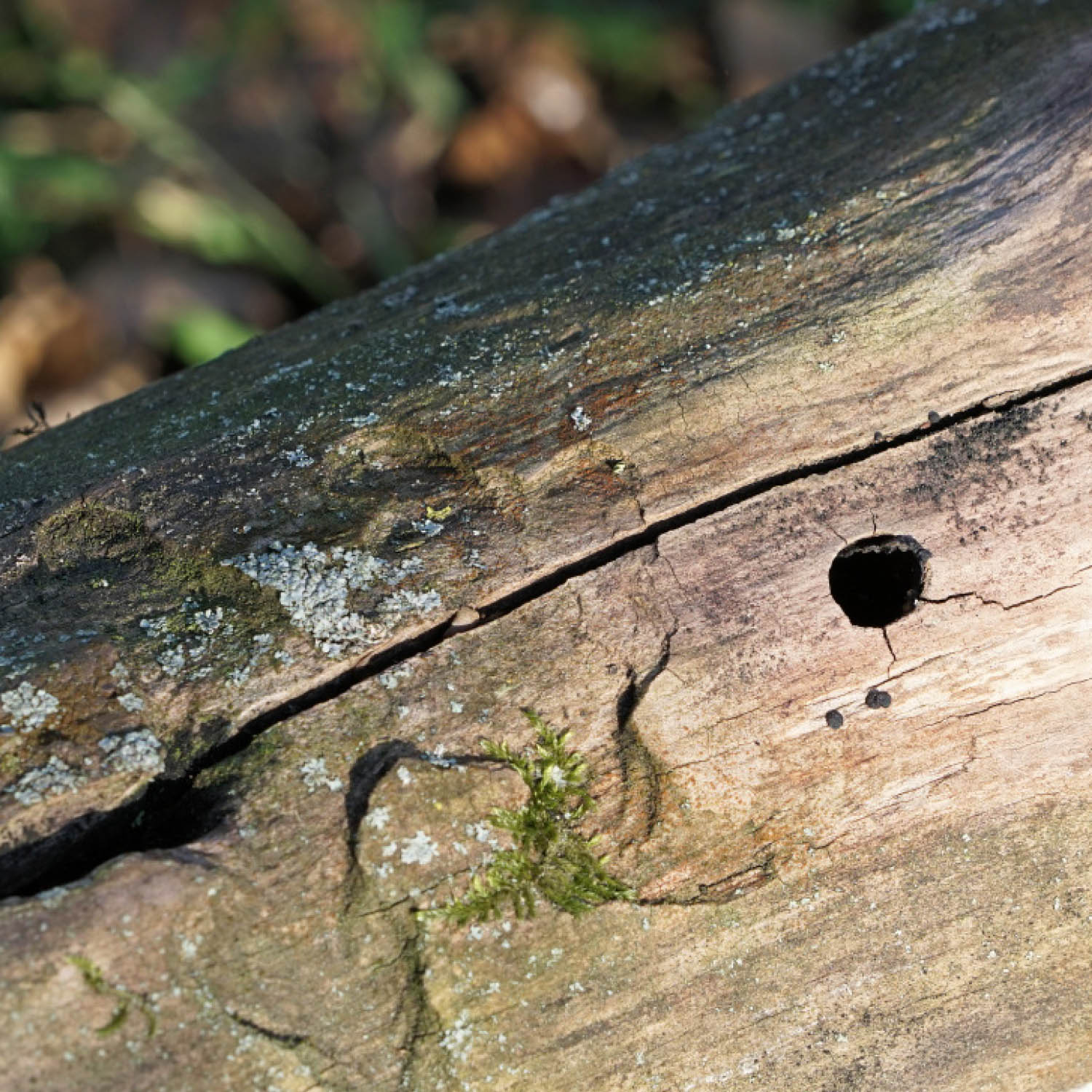 asian longhorn beetle