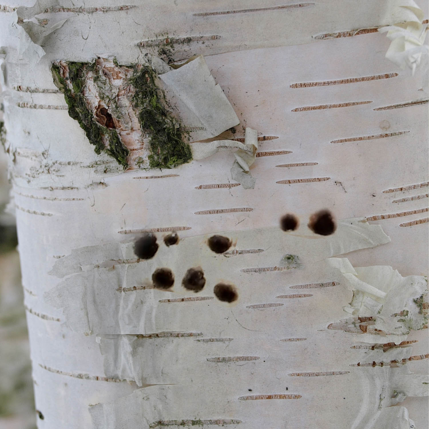 bronze birch borer