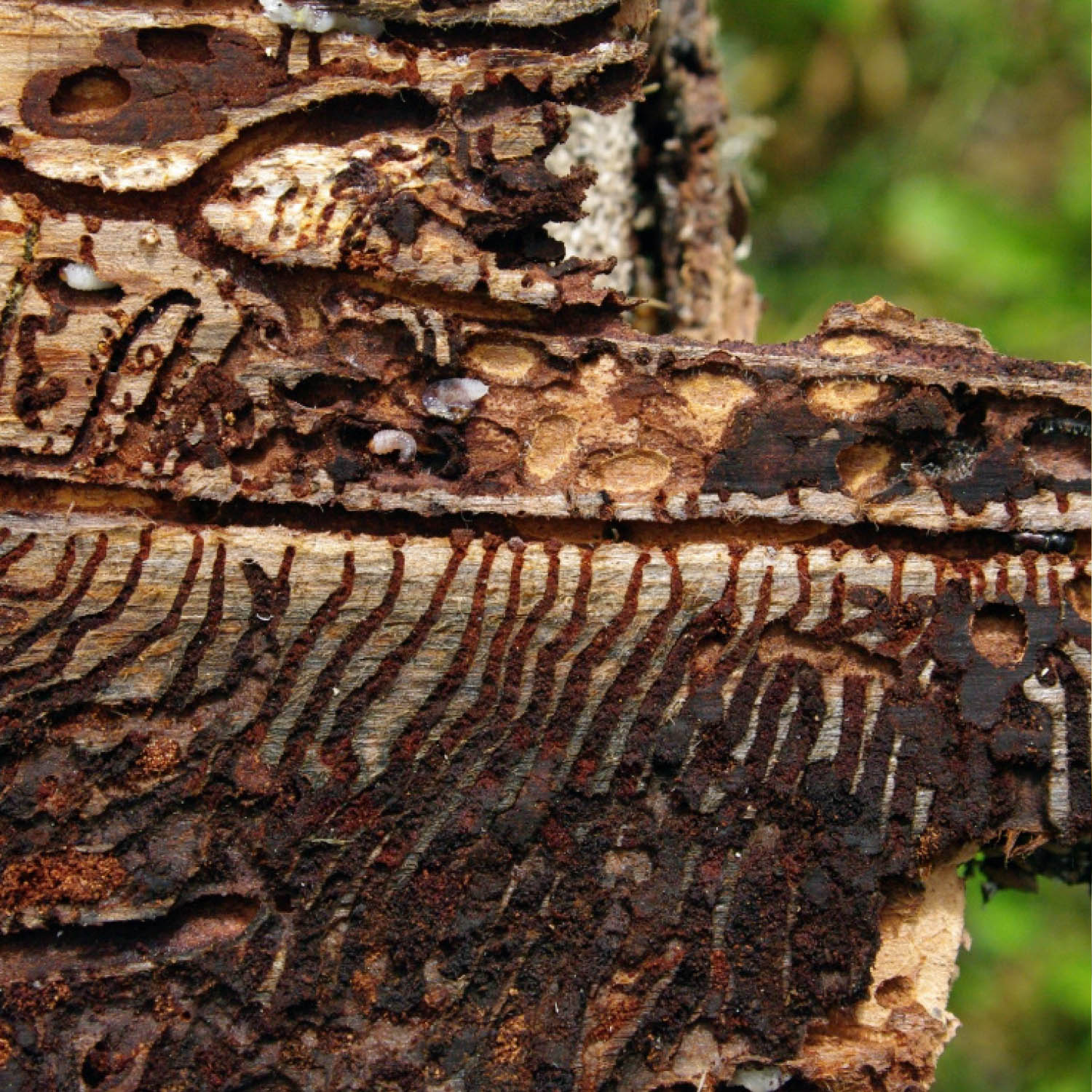 european spruce bark beetle