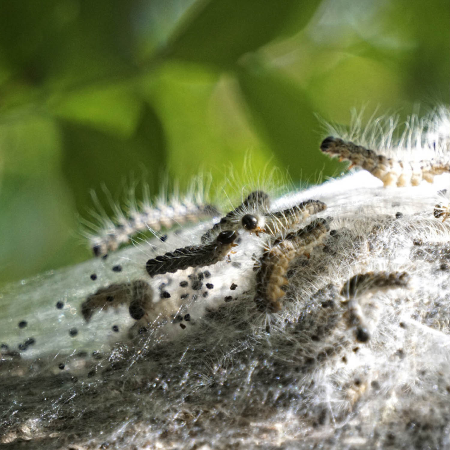 oak processionary moth