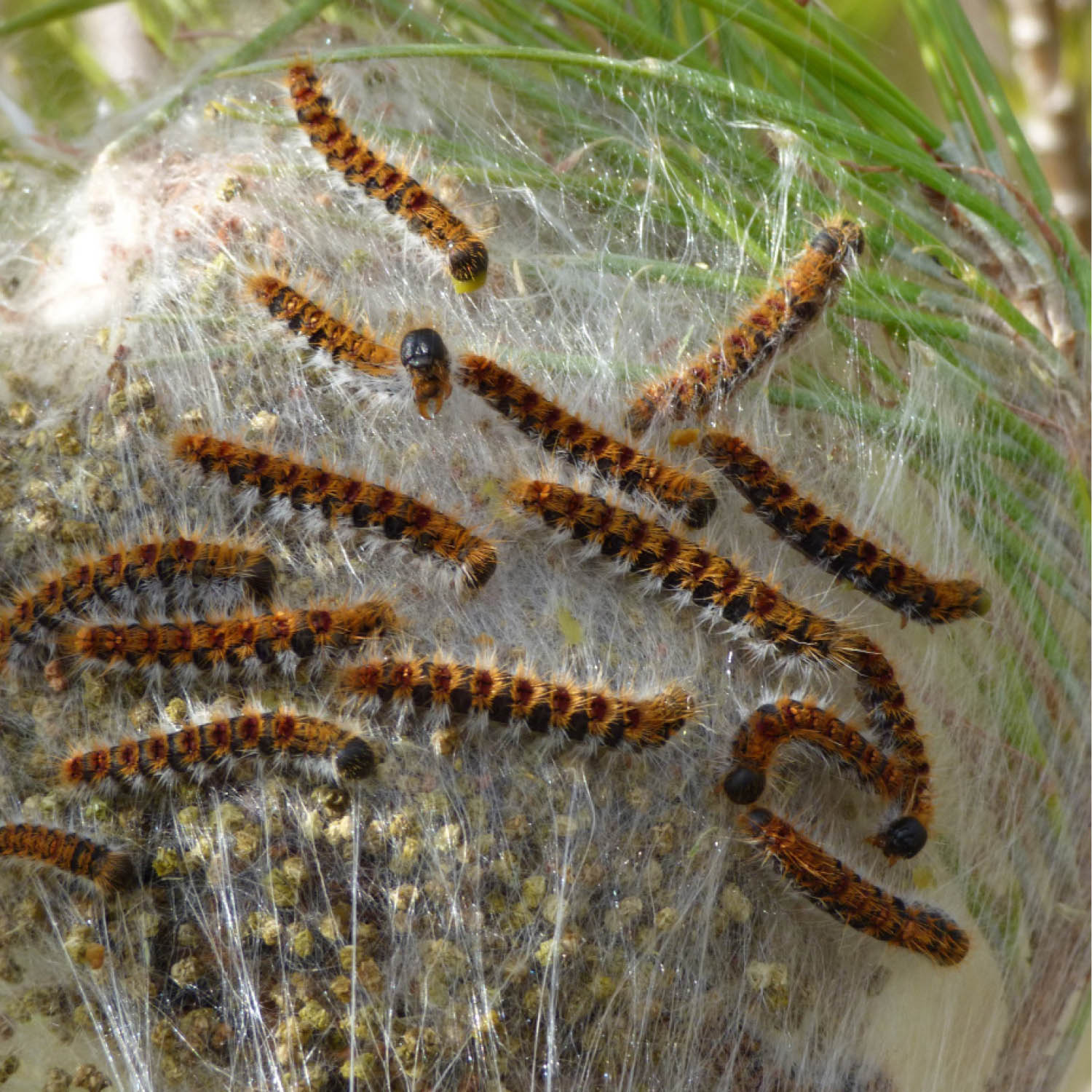 pine processionary moth