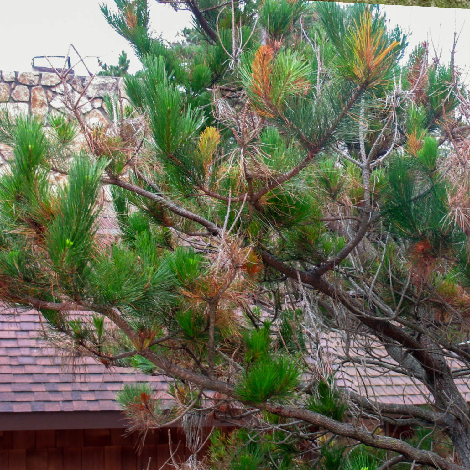 pitch canker of pine
