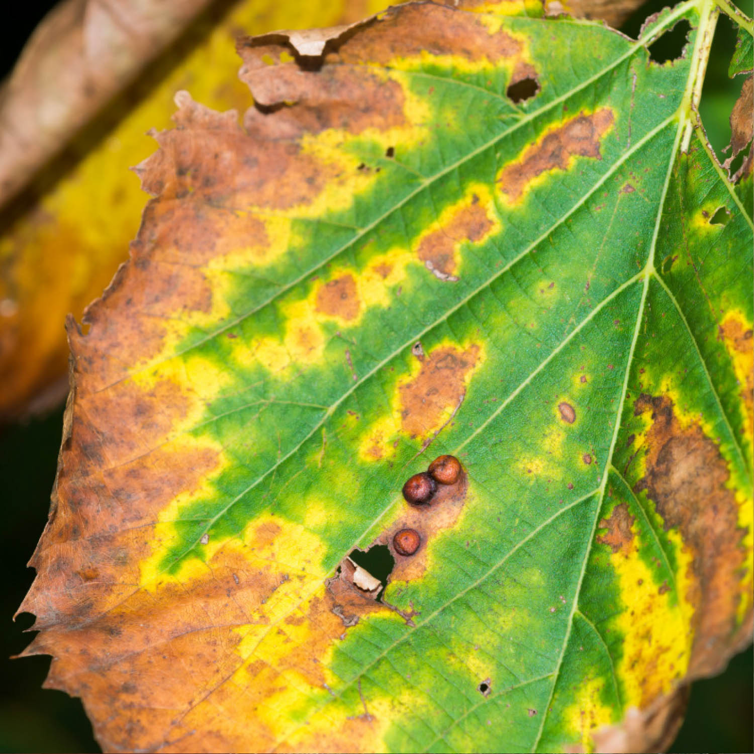 xylella